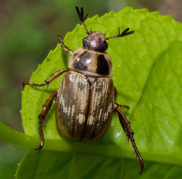 Oriental beetle Maryland Biodiversity Project Oriental Beetle Anomala orientalis