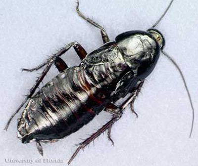 Oriental cockroach entnemdeptufleducreaturesurbanroachesorienta