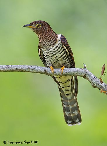 Oriental cuckoo Oriental Cuckoo Cuculus optatus BC201012020672 Flickr