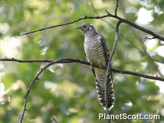 Oriental cuckoo Oriental Cuckoo Cuculus optatus PlanetScottcom