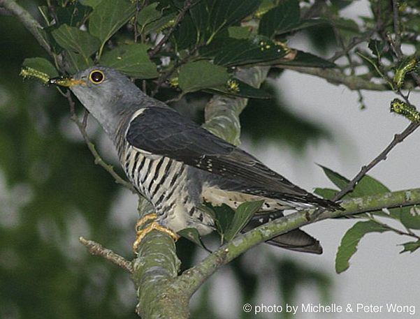 Oriental cuckoo Oriental Bird Club Image Database Oriental Cuckoo Cuculus saturatus