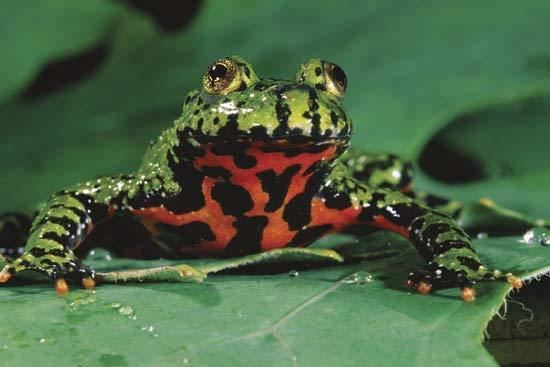 Oriental fire-bellied toad Oriental firebellied toad Bombina orientalis Our Wild World