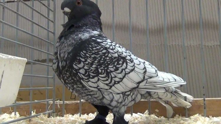 Oriental Frill oriental frill fancy pigeon YouTube
