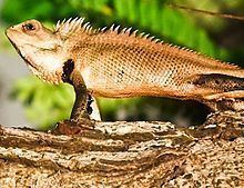 Oriental garden lizard httpsuploadwikimediaorgwikipediacommonsthu