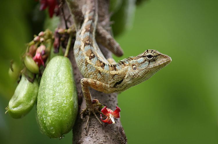 Oriental garden lizard Oriental garden lizard Wikipedia