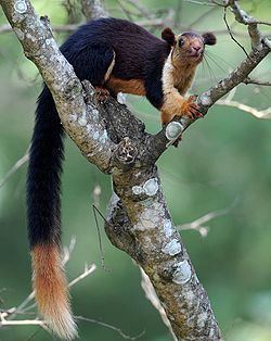 Oriental giant squirrel httpsuploadwikimediaorgwikipediacommonsthu