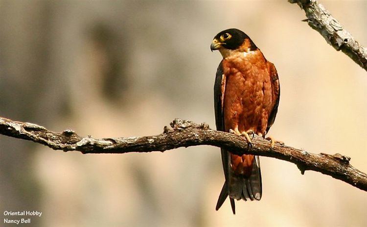 Oriental hobby Mangoverde World Bird Guide Photo Page Oriental Hobby Falco severus