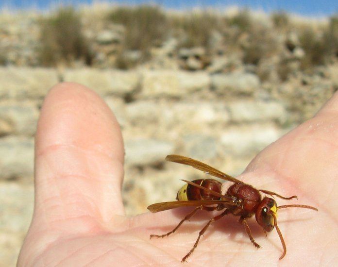 Oriental hornet Oriental Hornet in Turkey What39s That Bug