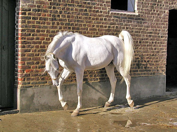 Oriental horse