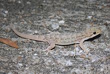 Oriental leaf-toed gecko httpsuploadwikimediaorgwikipediacommonsthu