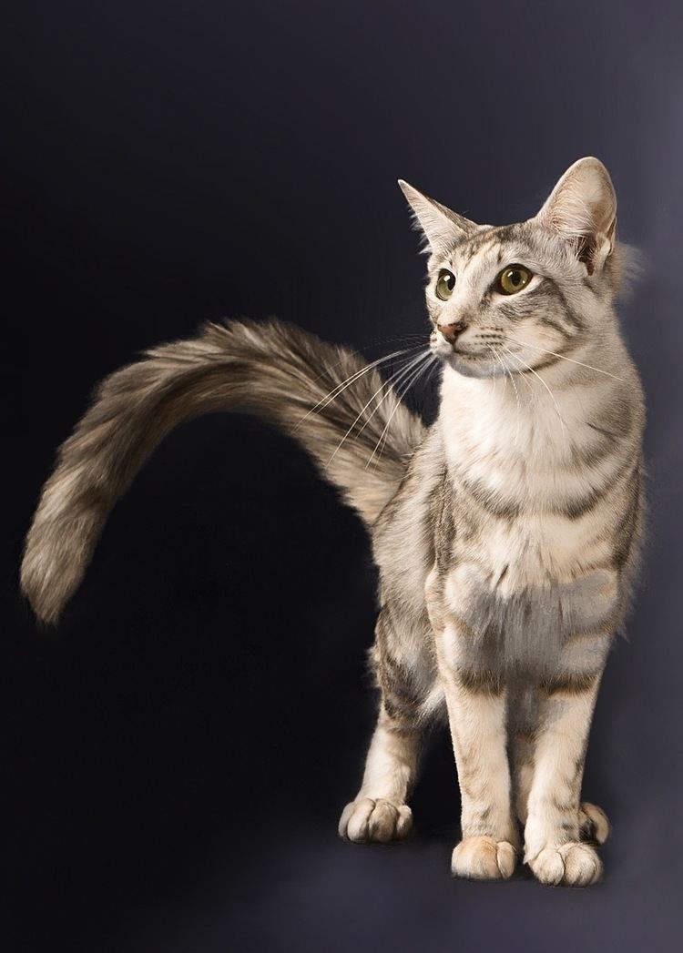 Oriental Longhair Oriental Longhair Cat Info Temperament Care Training Pictures