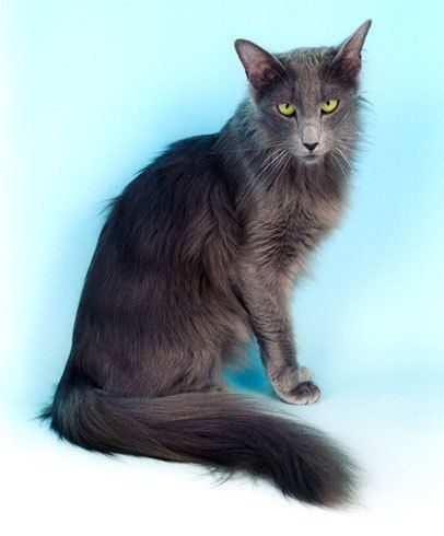 Oriental Longhair Oriental Longhair Cat Info Temperament Care Training Pictures