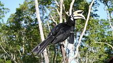 Oriental pied hornbill httpsuploadwikimediaorgwikipediacommonsthu