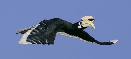 Oriental pied hornbill Oriental Pied Hornbills and the foods they take Bird Ecology Study