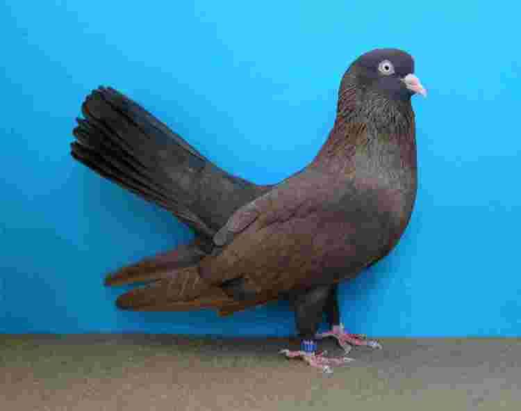 Oriental Roller United Oriental Roller Pigeon Association