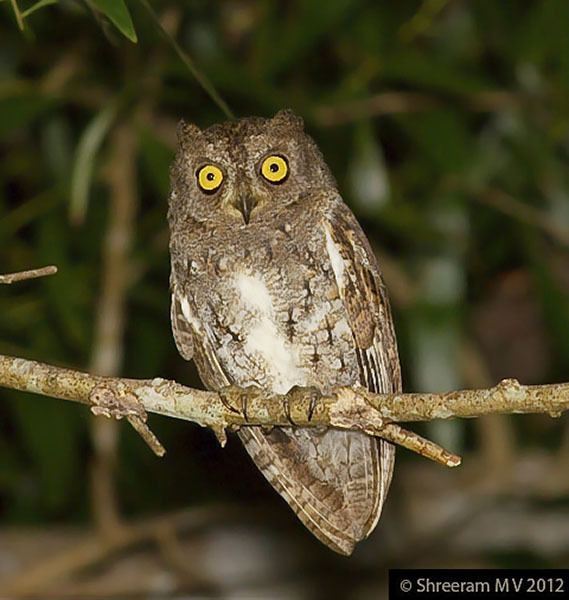 Oriental scops owl orientalbirdimagesorgimagesdataorientalscopso