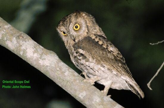 Oriental scops owl Oriental Bird Club Image Database Oriental Scops Owl Otus sunia