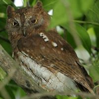 Oriental scops owl Oriental Scops Owl Otus sunia Information Pictures Sounds