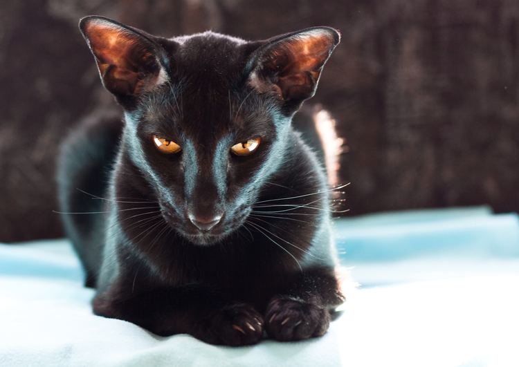Oriental Shorthair 17 images about Oriental shorthair on Pinterest Persian Cats and