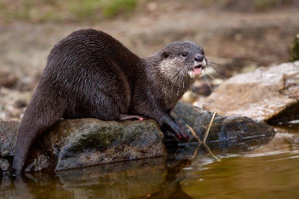 Oriental small-clawed otter Oriental Small Clawed Otter Otter Facts and Information