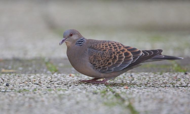 Oriental turtle dove Surfbirds Online Photo Gallery Search Results