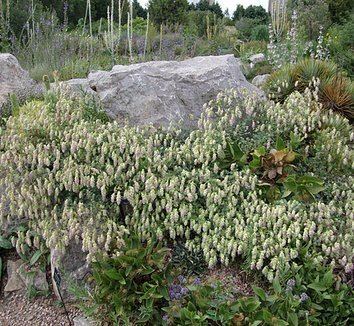 Origanum libanoticum Origanum libanoticum HopFlowered Oregano Marjoram plant lust
