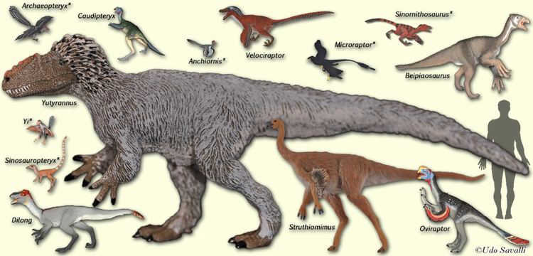 Origin of birds BIO370Bird Origins