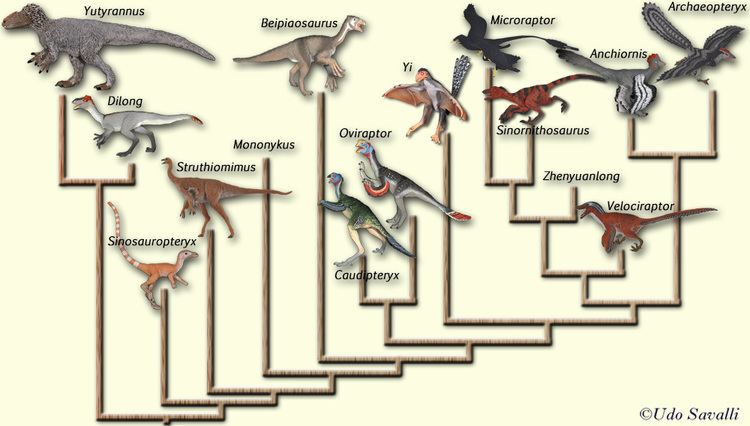 Origin of birds BIO370Bird Origins