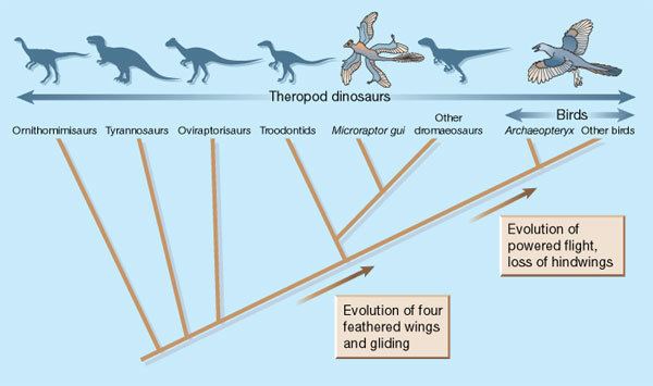 Origin of birds Microraptor gui
