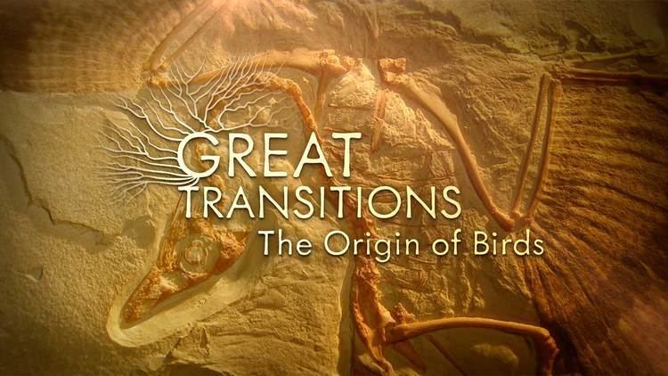 Origin of birds Great Transitions The Origin of Birds HHMI BioInteractive