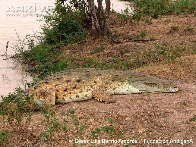 Orinoco crocodile Orinoco crocodile videos photos and facts Crocodylus intermedius