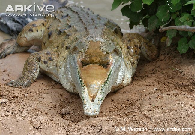 Orinoco crocodile Orinoco crocodile photo Crocodylus intermedius G111800 ARKive