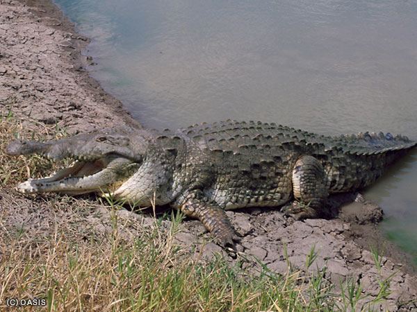 Orinoco crocodile Orinoco CrocodileEndangered animals listOur endangered animals