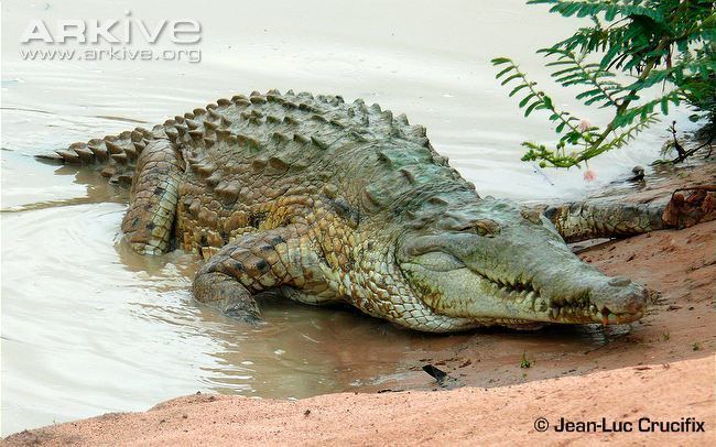 Orinoco crocodile Orinoco crocodile photo Crocodylus intermedius G94827 ARKive