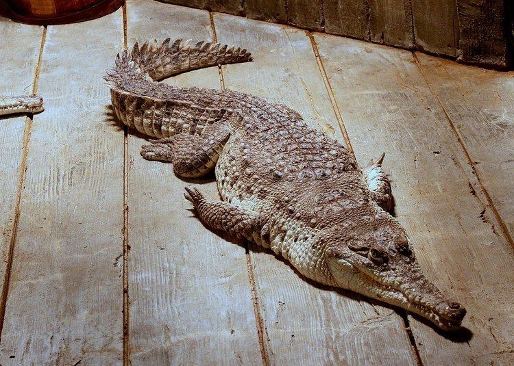 Orinoco crocodile Orinoco crocodile Wikipedia