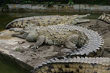 Orinoco crocodile httpsuploadwikimediaorgwikipediacommonsthu