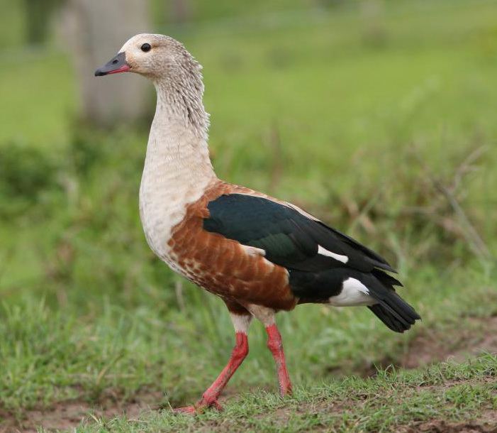 Orinoco goose httpsuploadwikimediaorgwikipediacommons44