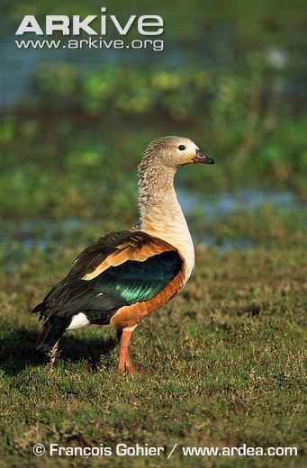 Orinoco goose Orinoco goose videos photos and facts Neochen jubata ARKive
