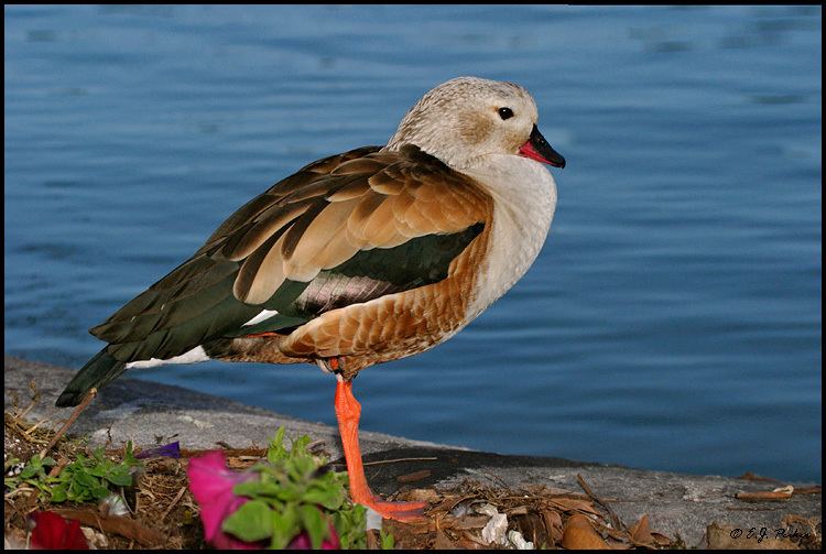 Orinoco goose Orinoco Goose Page