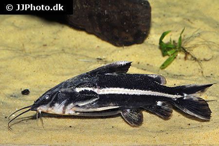 Orinocodoras eigenmanni Aquariumphotodk Category TalkingThorny Catfish Image
