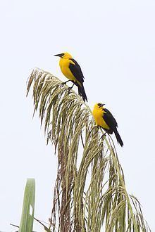 Oriole blackbird httpsuploadwikimediaorgwikipediacommonsthu