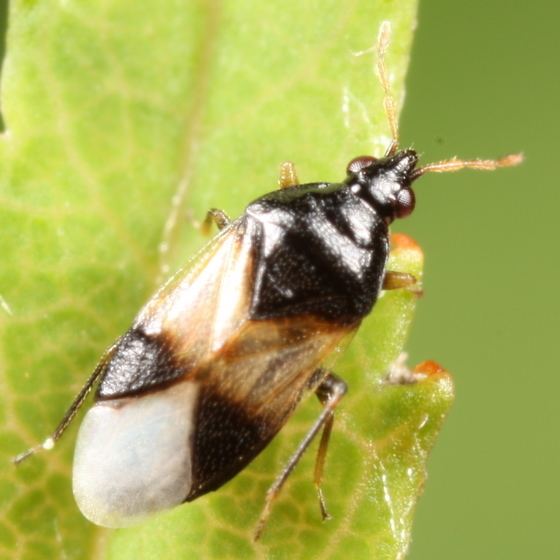 Orius insidiosus Black amp brown bug Orius insidiosus BugGuideNet
