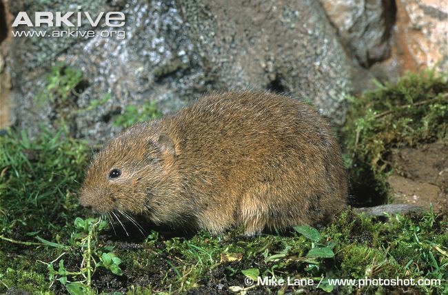 Orkney vole Orkney vole photo Microtus arvalis orcadensis A14274 ARKive