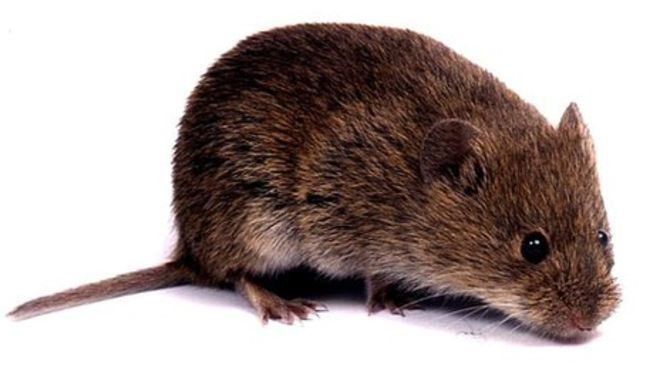 Orkney vole Orkney vole 39came from Belgium with farmers 5000 years ago39 BBC News