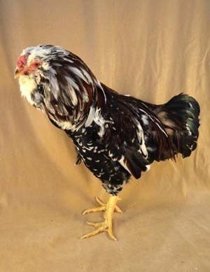 Orloff chicken httpslivestockconservancyorgimagesuploadsab