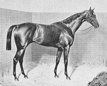Orme (horse) httpsuploadwikimediaorgwikipediacommonsthu