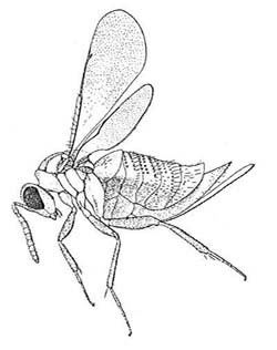 Ormyridae Chalcidoidea