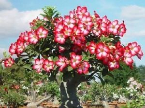 Ornamental plant What are the most common used Ornamental Plants for home garden