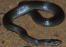 Ornamental snake httpsuploadwikimediaorgwikipediacommonsthu