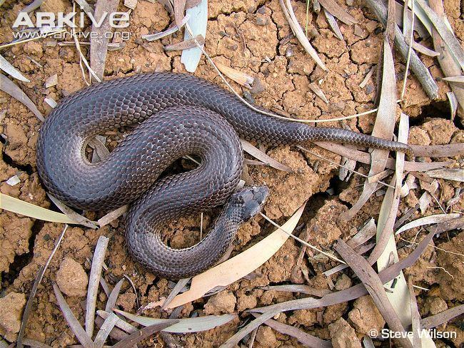 Ornamental snake Ornamental snake photo Denisonia maculata G82198 ARKive
